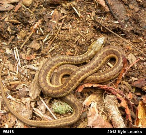 Eastern Gartersnake