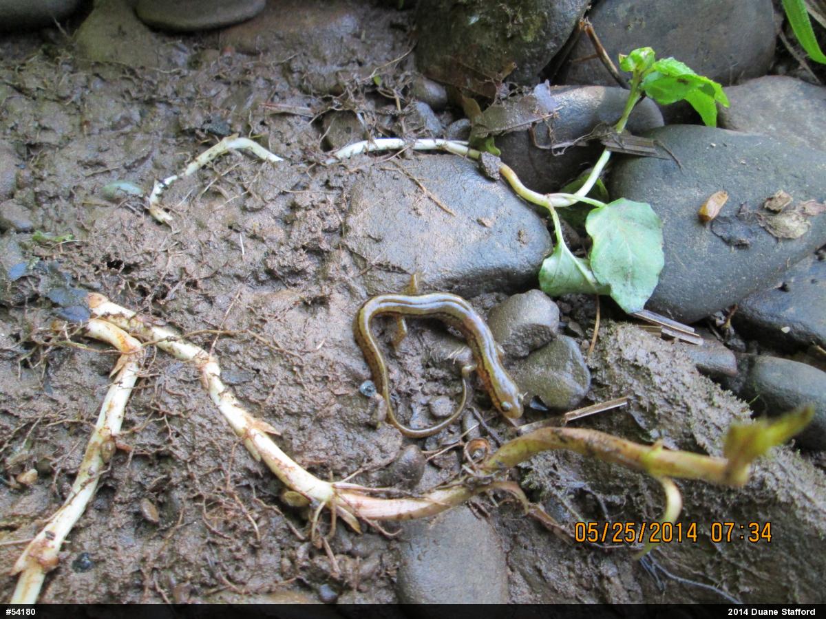 Northern Two-lined Salamander