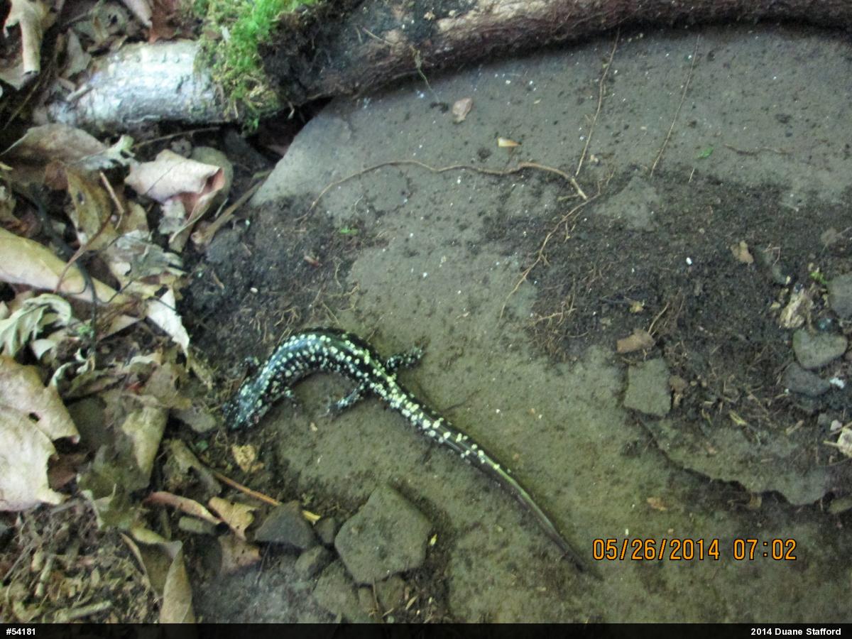 Northern Slimy Salamander