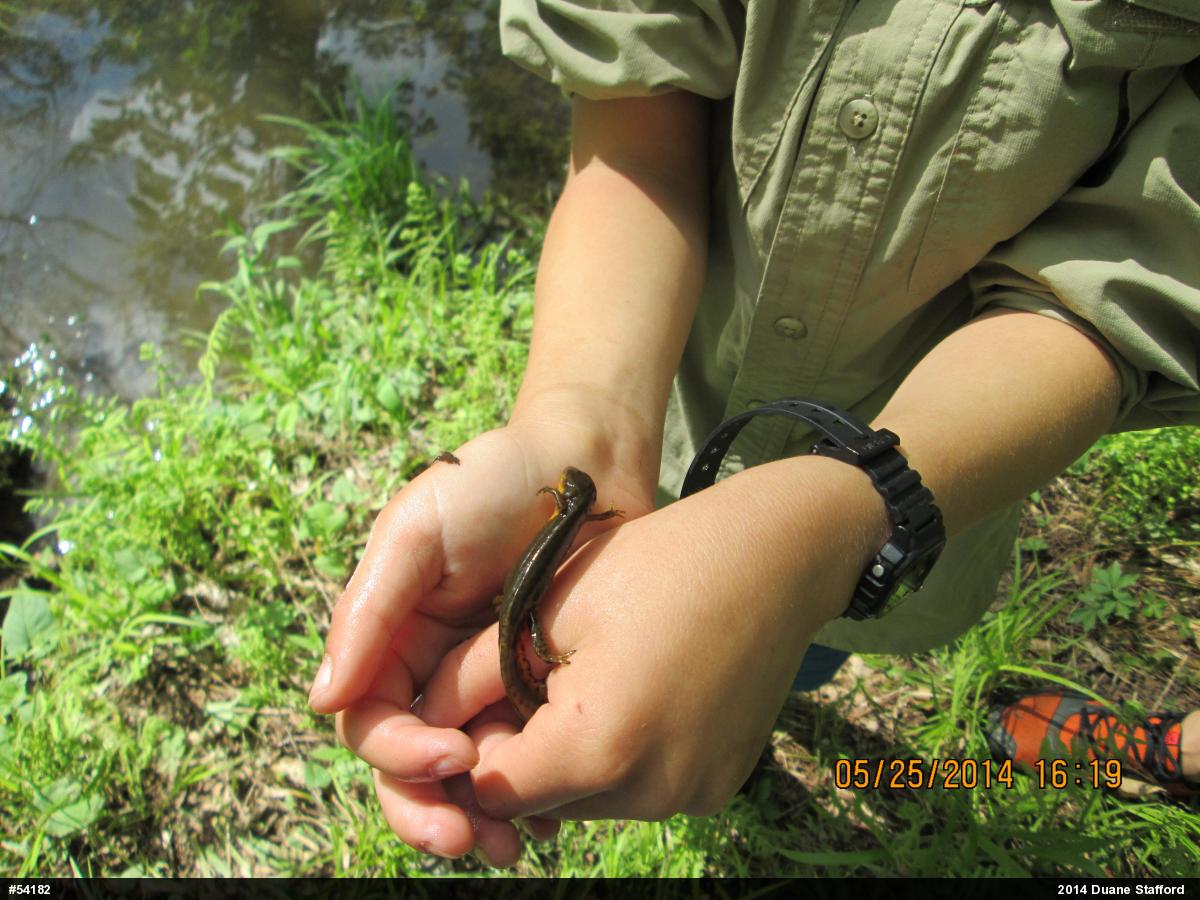 Red-spotted Newt