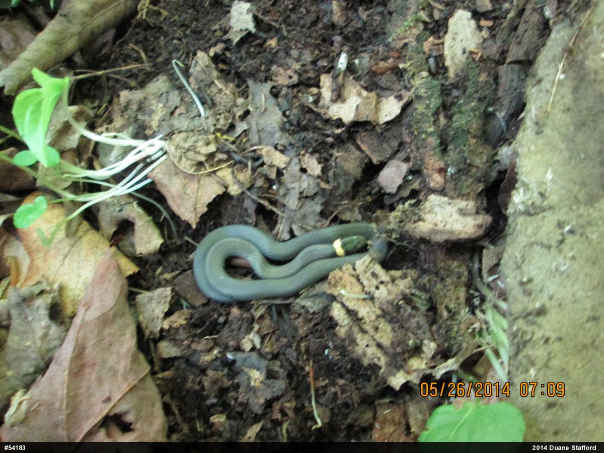 Northern Ring-necked Snake