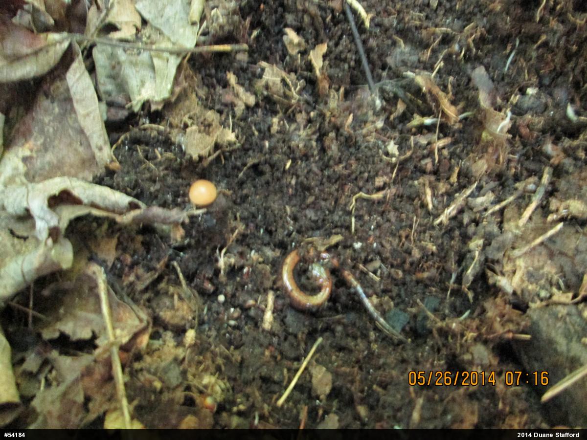 Eastern Red-backed  Salamander