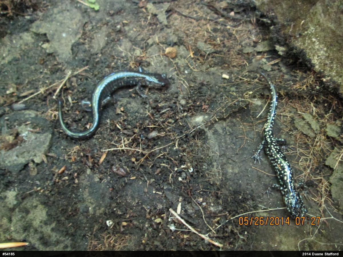 Wehrle's Salamander