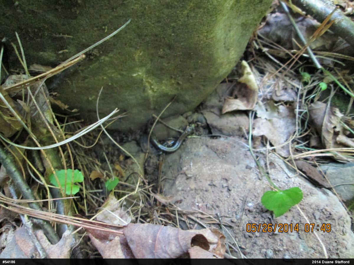 Allegheny Mountain Dusky Salamander