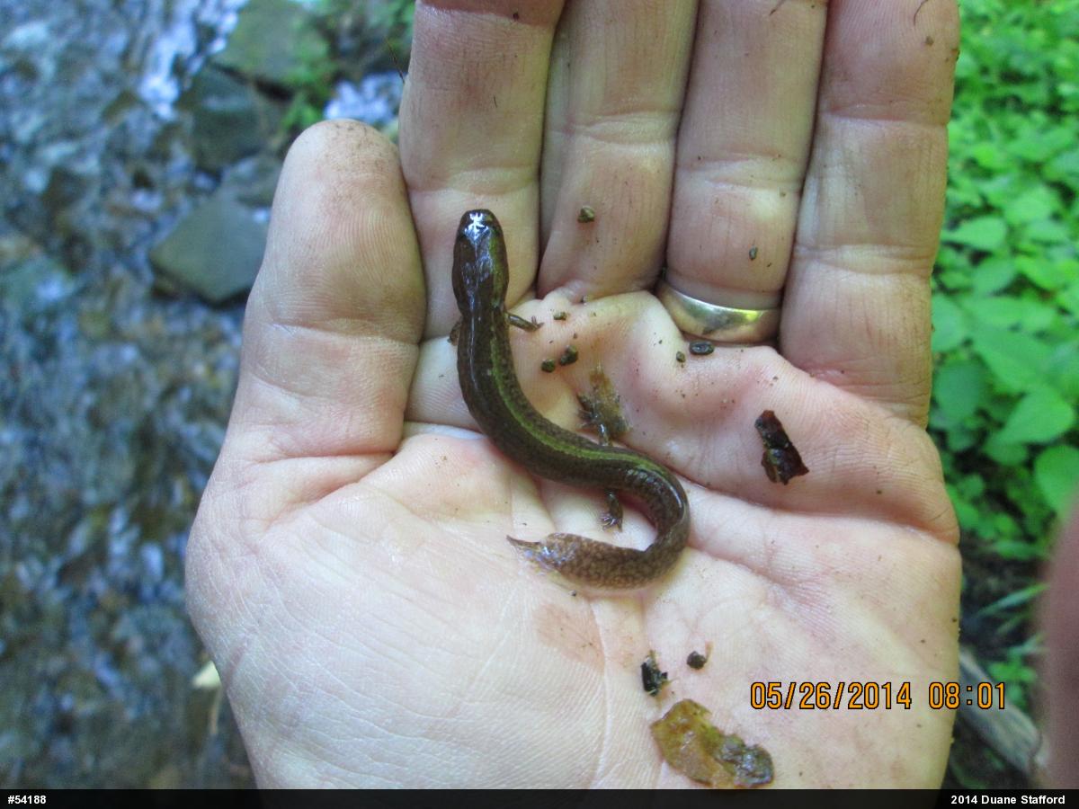 Northern Spring Salamander