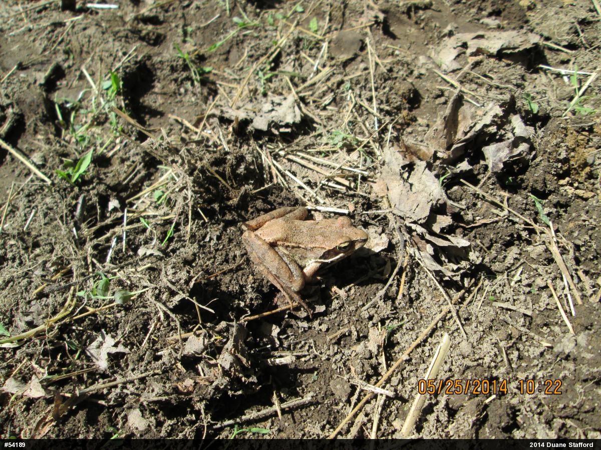 Wood Frog