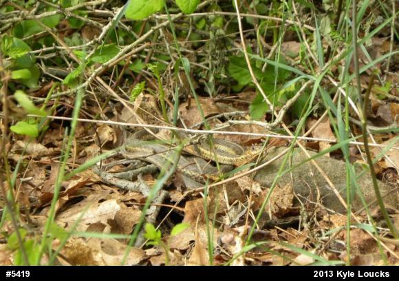 Eastern Gartersnake