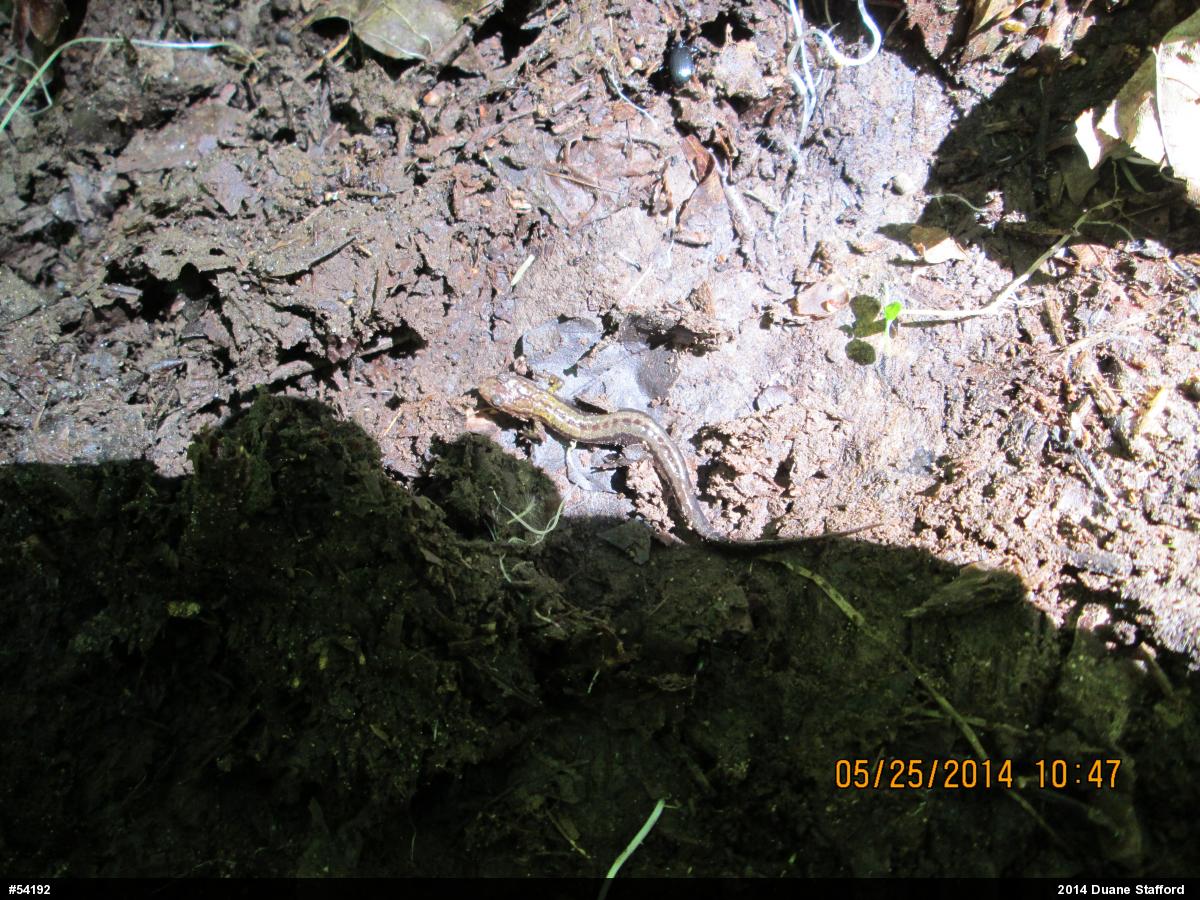 Allegheny Mountain Dusky Salamander