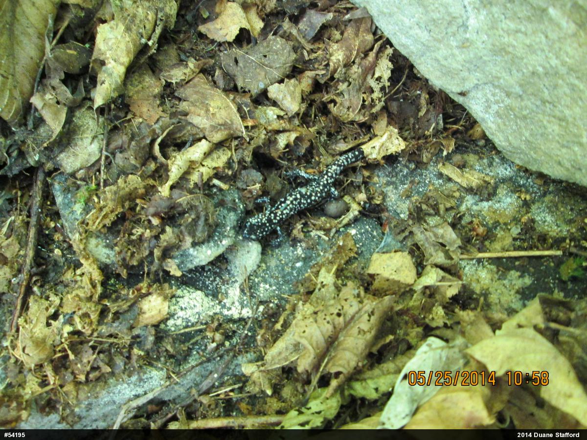Northern Slimy Salamander