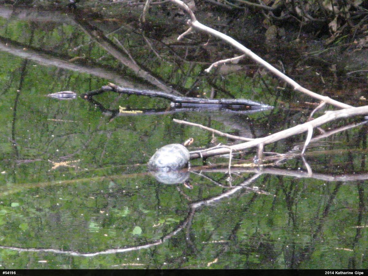 Spotted Turtle
