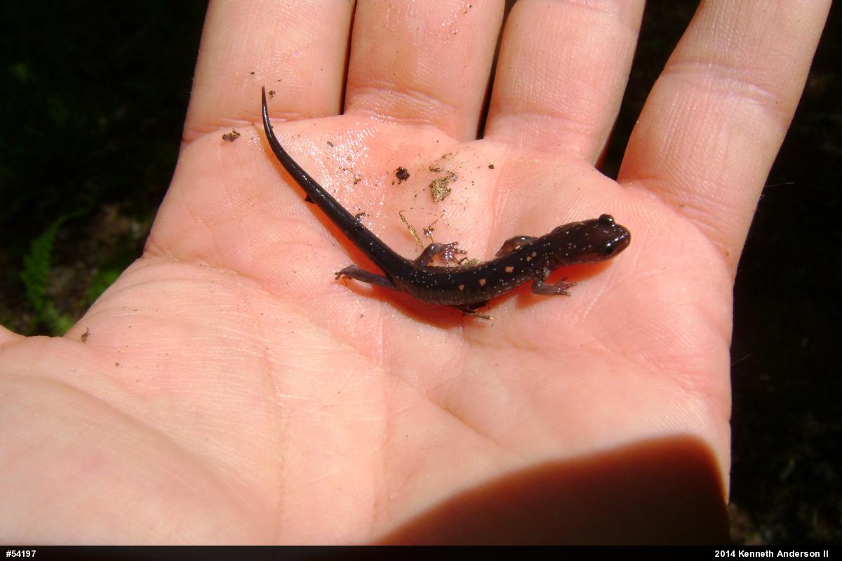 Wehrle's Salamander
