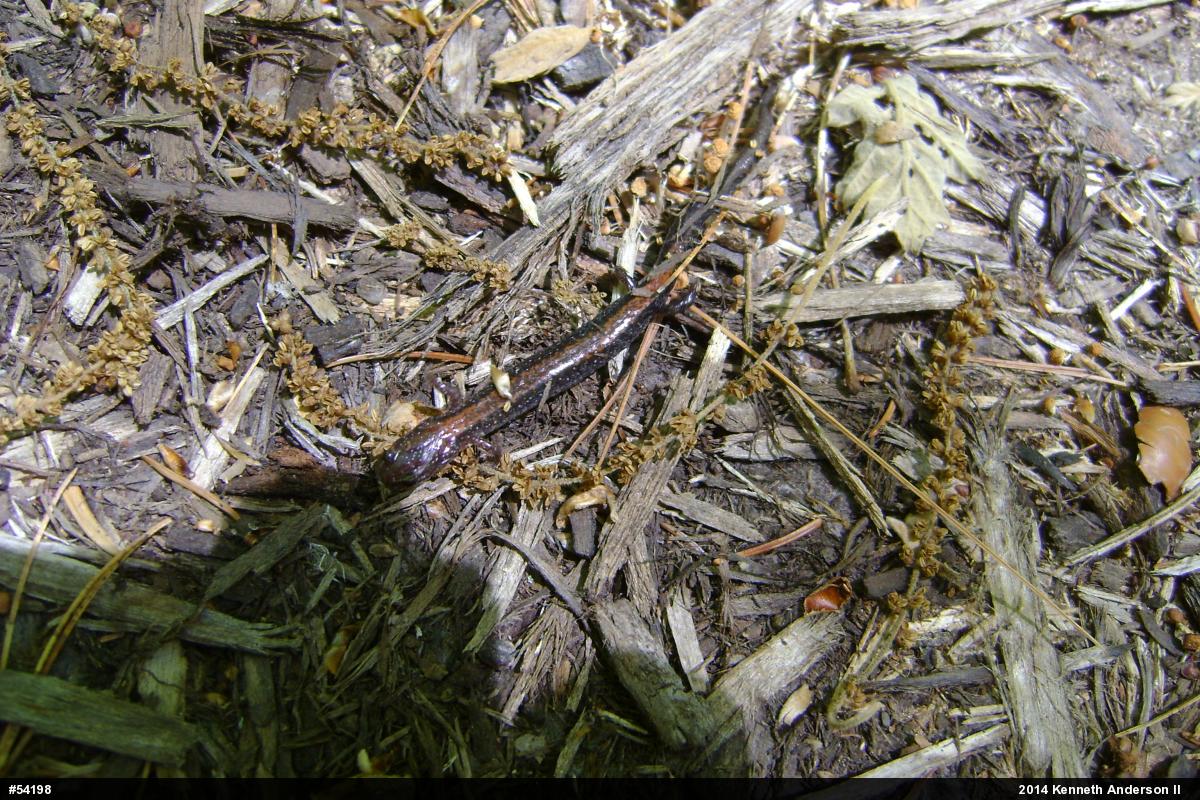 Eastern Red-backed  Salamander