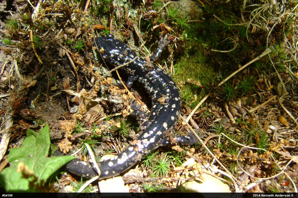 Northern Slimy Salamander