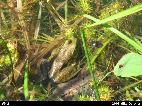 American Bullfrog