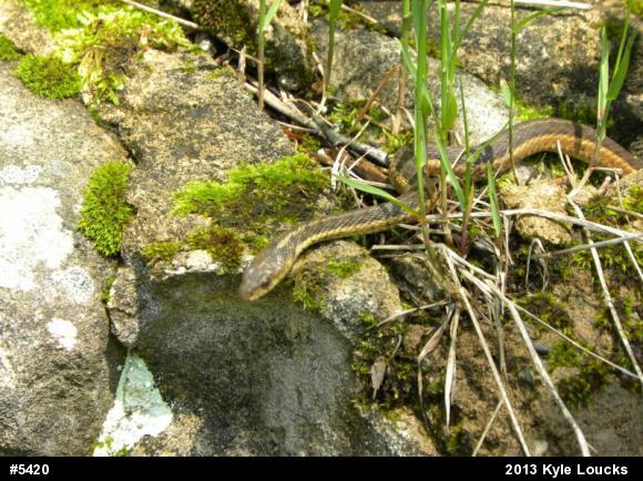 Eastern Gartersnake