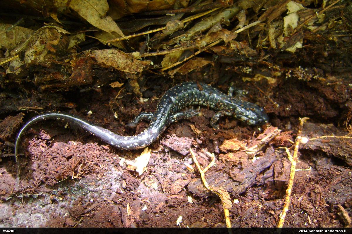Northern Slimy Salamander