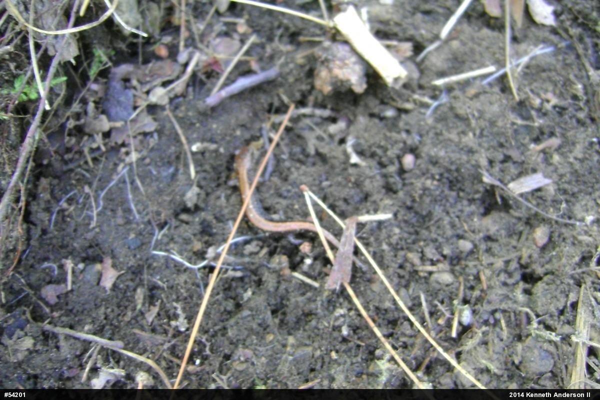 Eastern Red-backed  Salamander