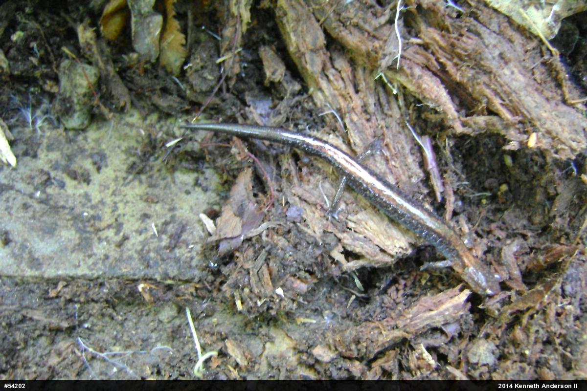 Eastern Red-backed  Salamander