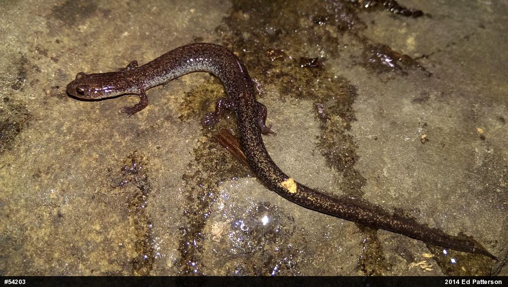 Valley And Ridge Salamander