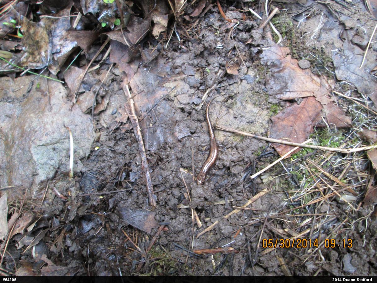 Allegheny Mountain Dusky Salamander