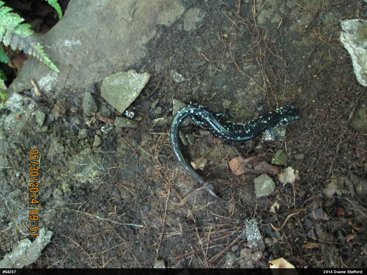 Northern Slimy Salamander