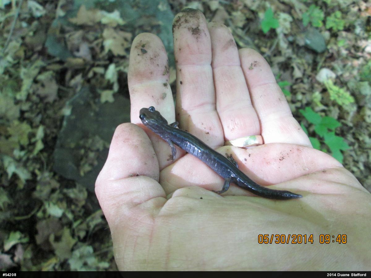 Wehrle's Salamander