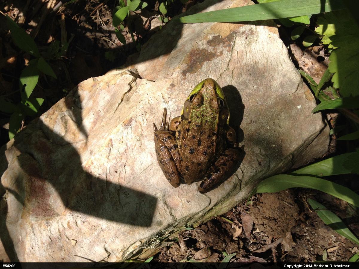Green Frog