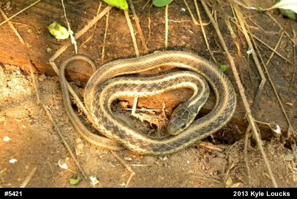 Eastern Gartersnake