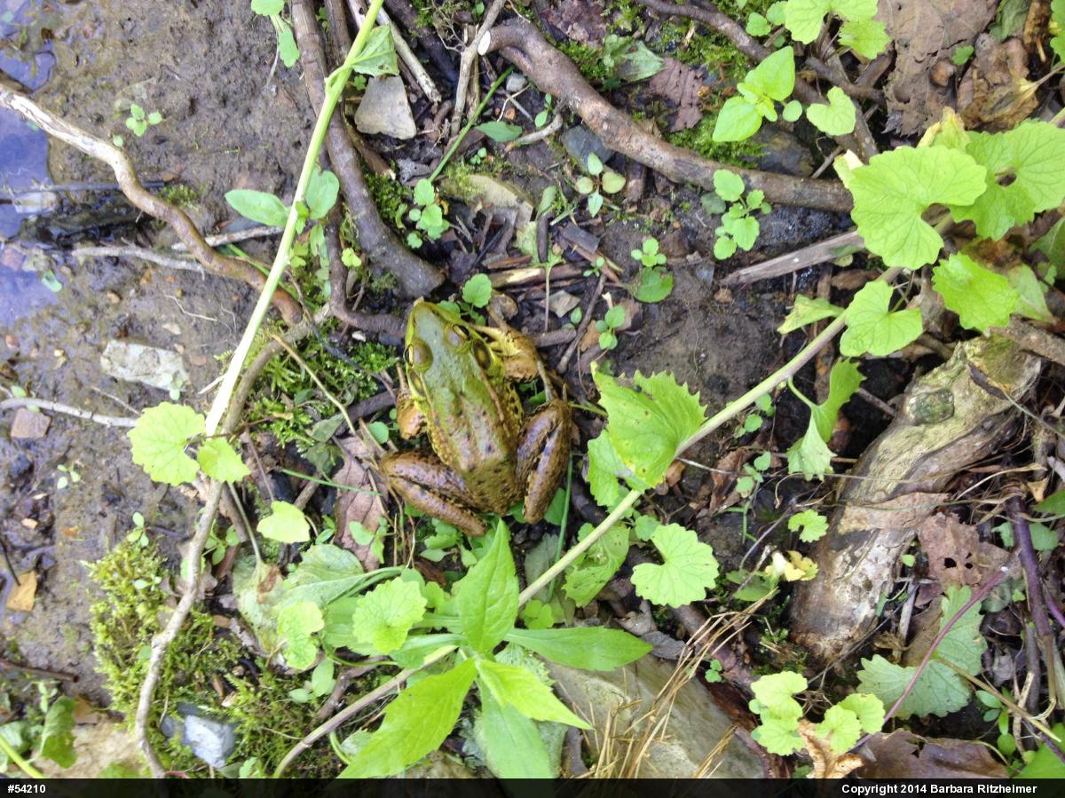 Green Frog