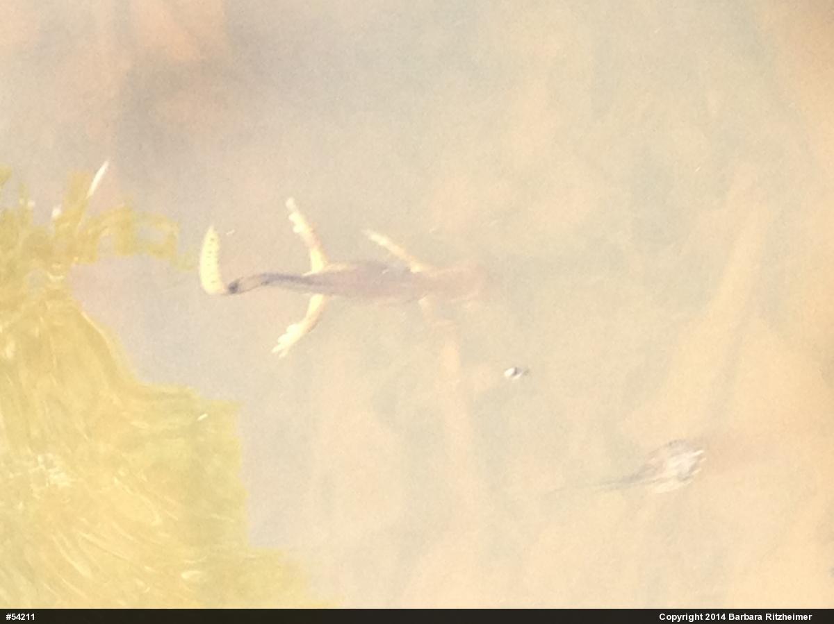 Red-spotted Newt