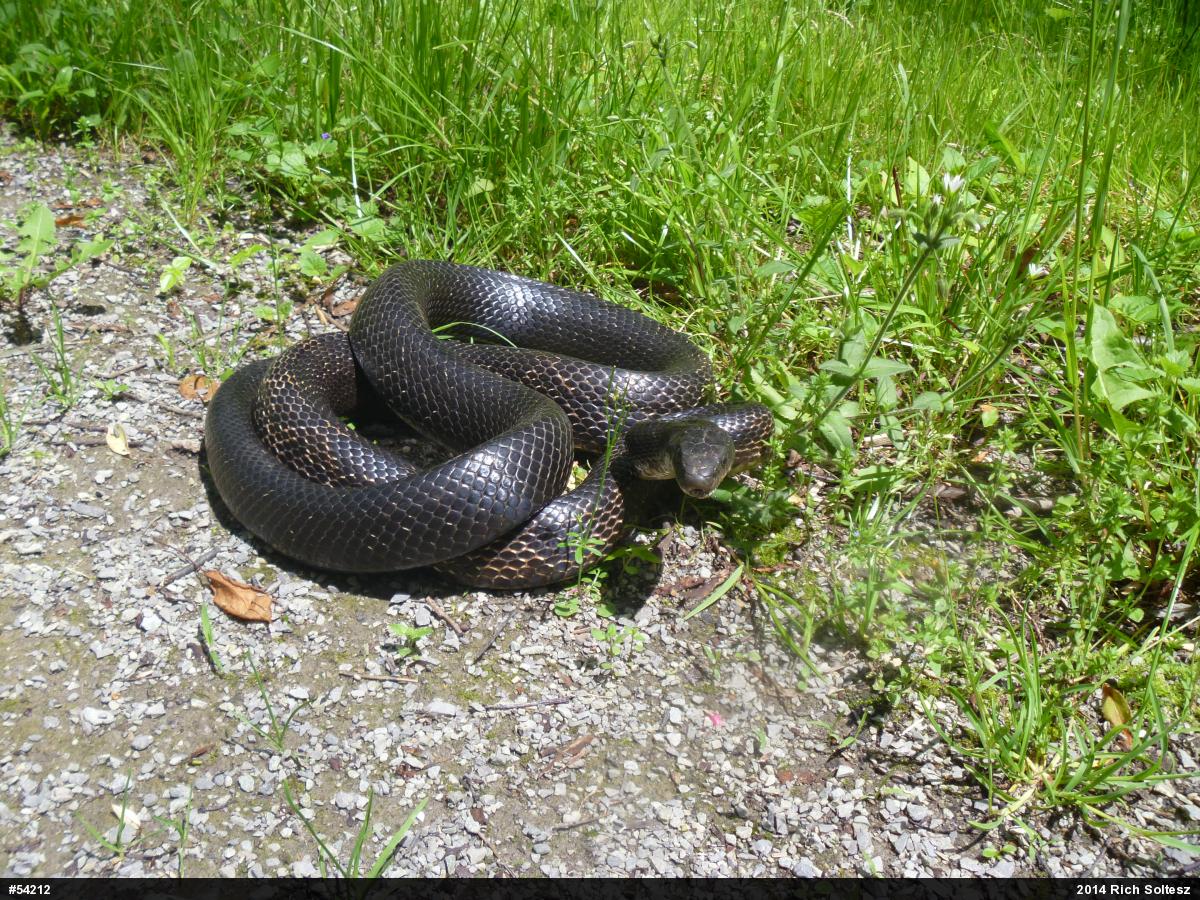 Eastern Ratsnake