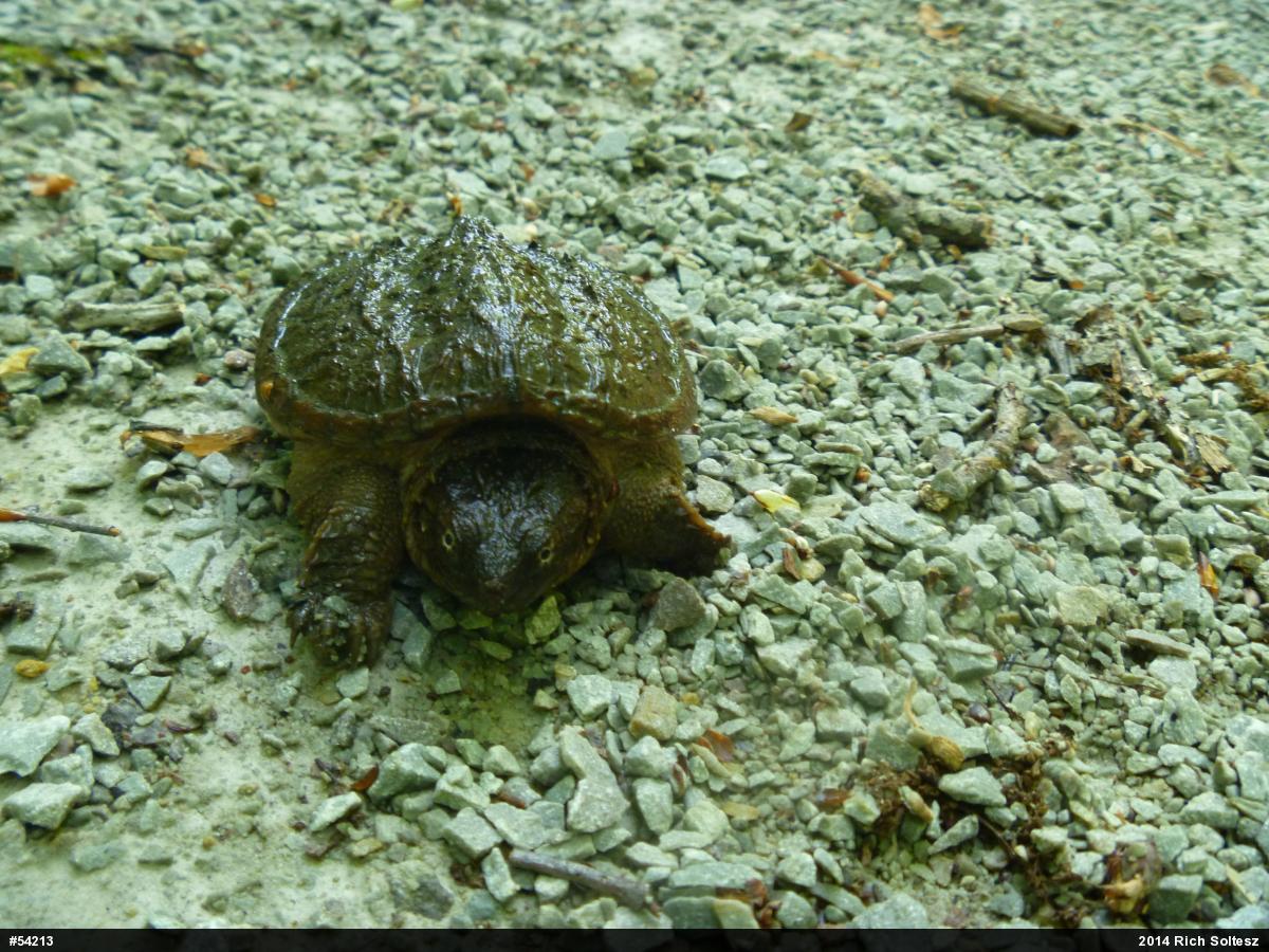 Snapping Turtle