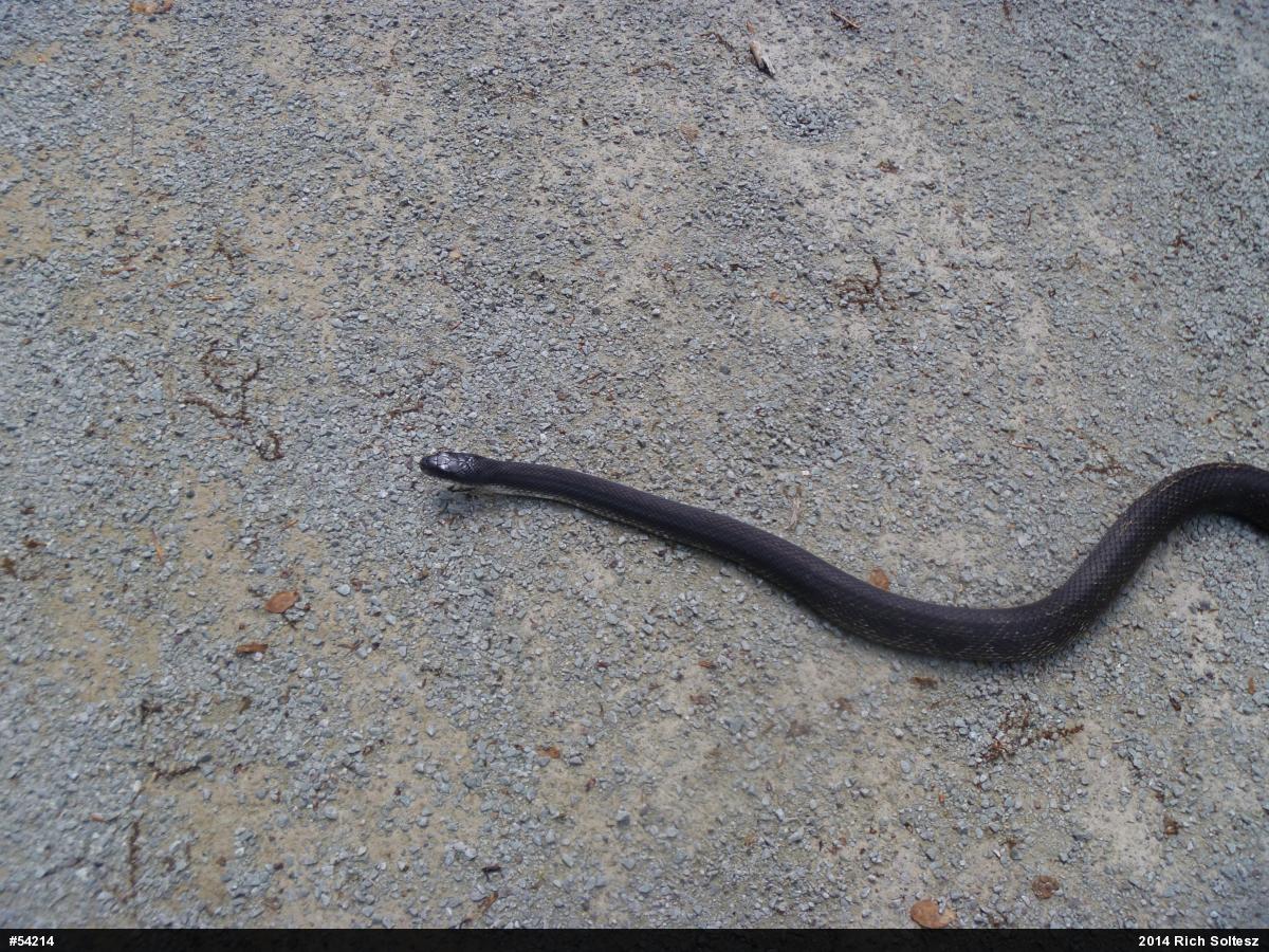 Eastern Ratsnake