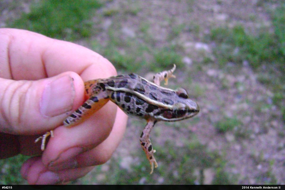 Pickerel Frog