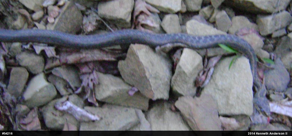 Eastern Gartersnake