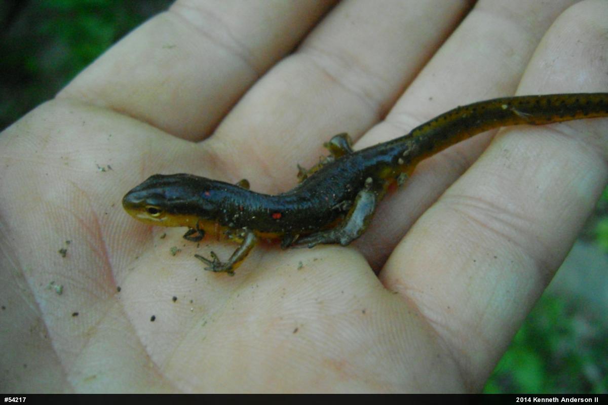 Red-spotted Newt