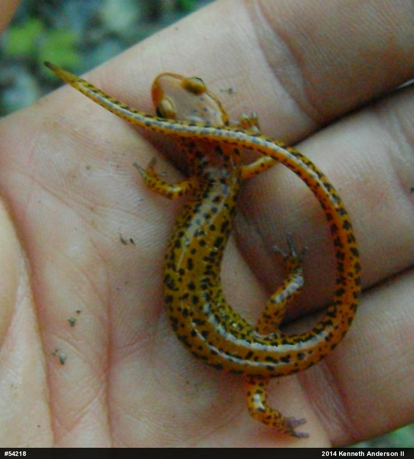 Eastern Long-tailed Salamander