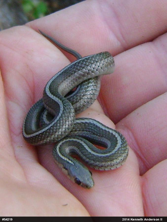 Shorthead Gartersnake
