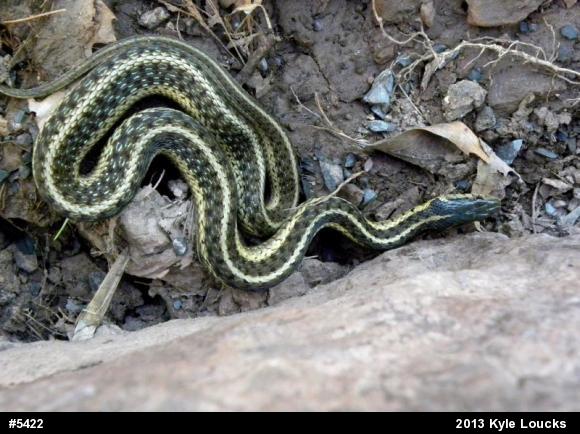 Eastern Gartersnake