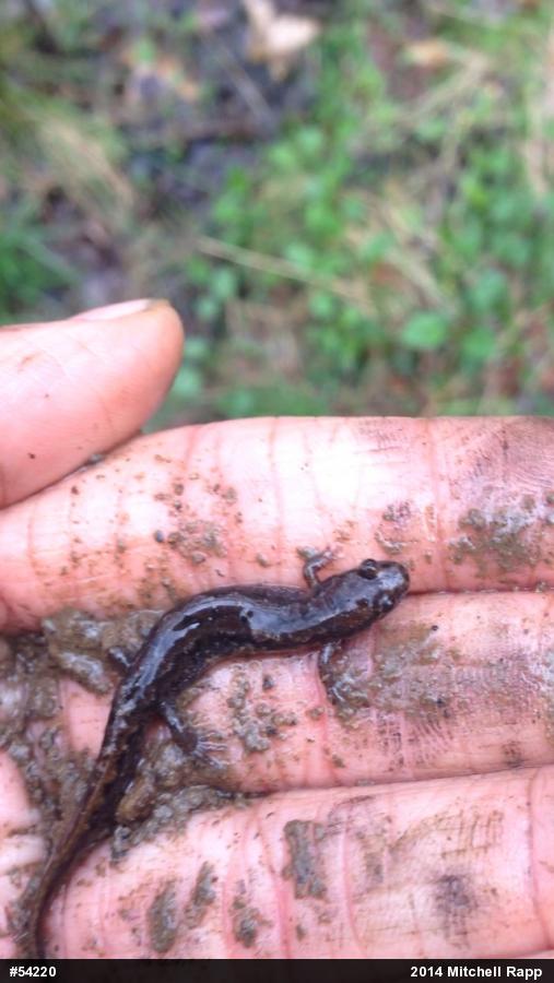 Northern Dusky Salamander