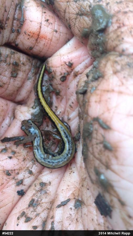 Northern Two-lined Salamander