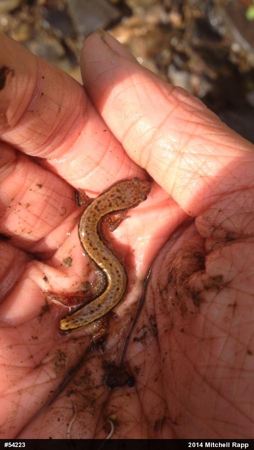 Northern Two-lined Salamander