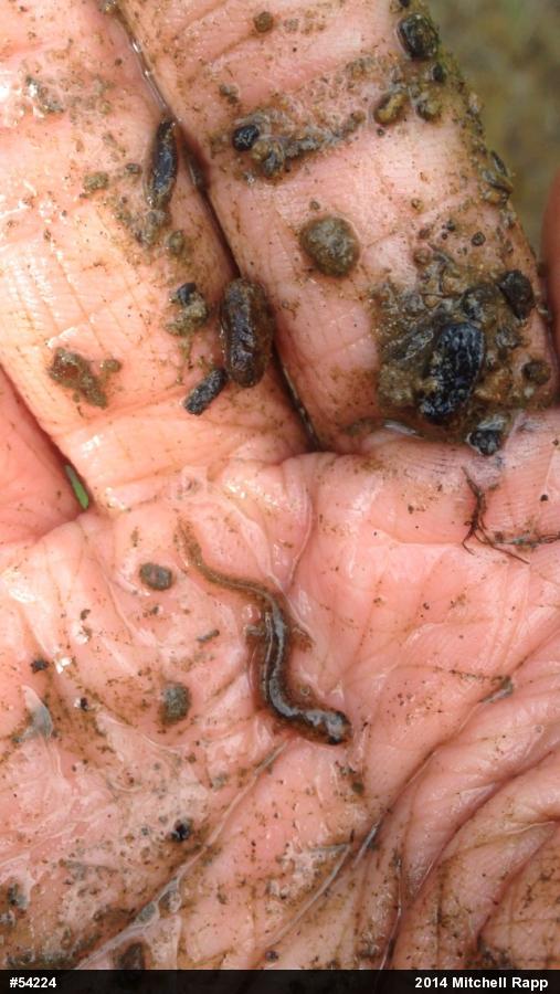 Northern Two-lined Salamander