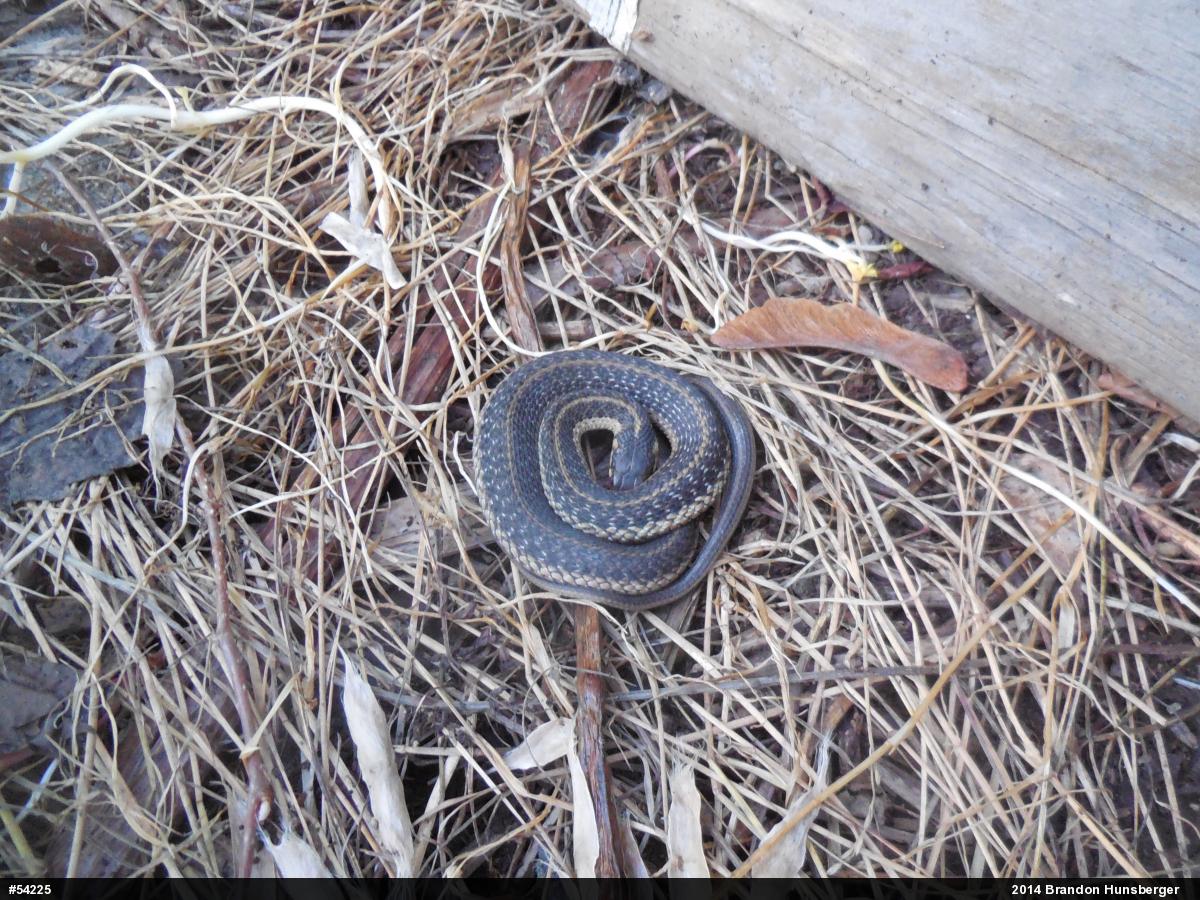 Eastern Gartersnake