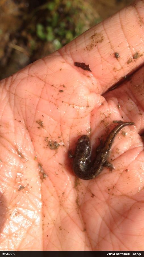 Northern Dusky Salamander