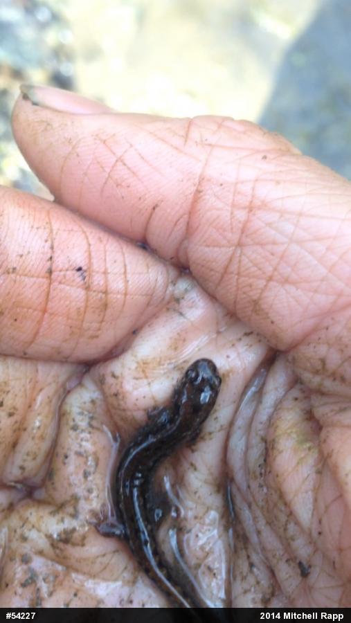 Northern Dusky Salamander