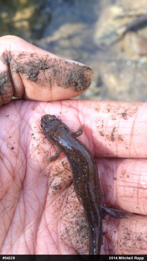 Northern Dusky Salamander