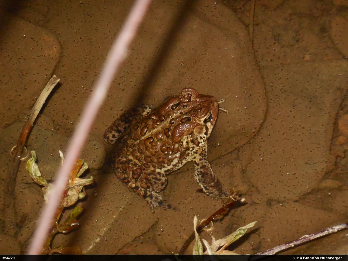 Eastern American Toad