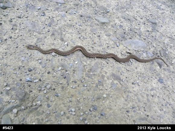 Eastern Gartersnake