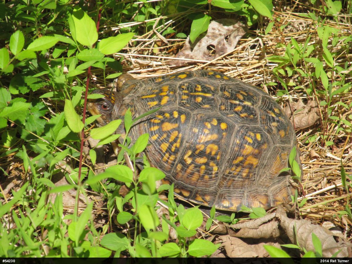 Eastern Box Turtle
